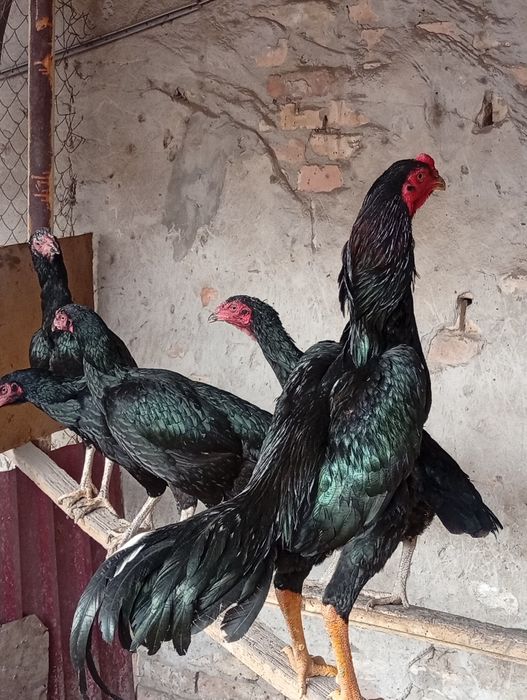 Тухум сотилади.. жожалар бор.