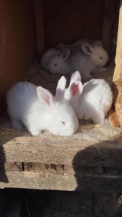 Продаются крольчата