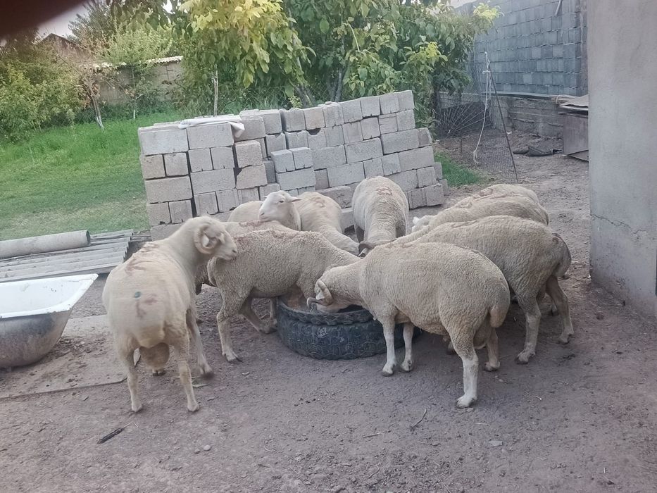меренозз 40 45 кило шыгады смело