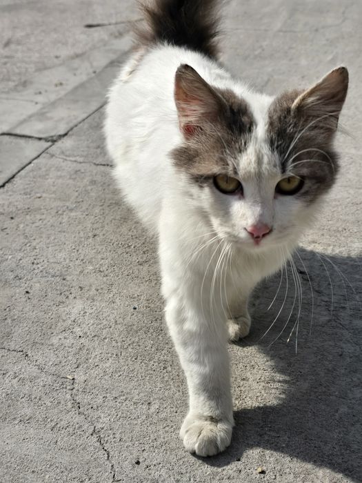 Коте търси дом/ Осинови коте