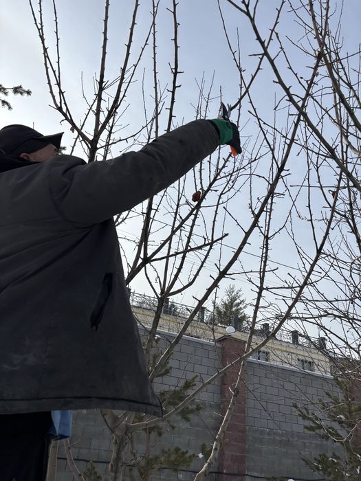 Обрезка деревьев