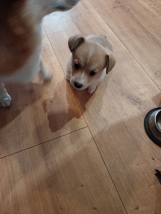 Корги Пембург бебета