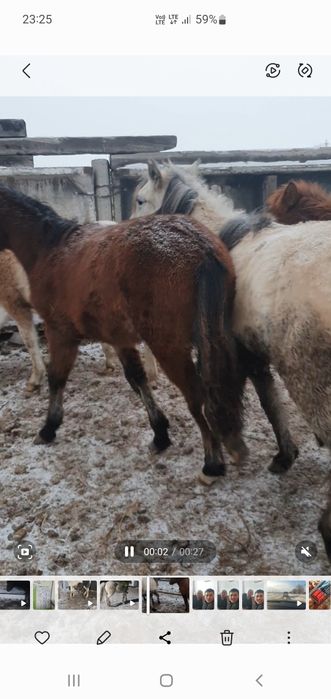 Продам 2 тай с откорма