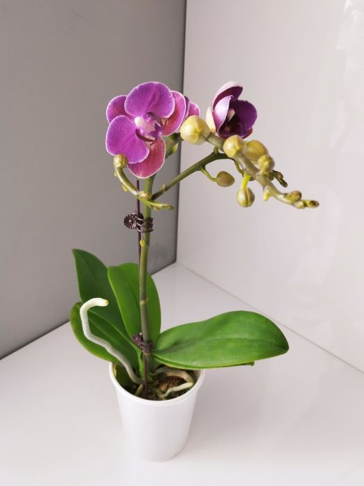 Продам цветущие орхидеи