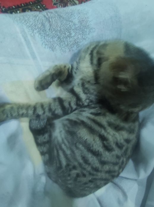 Aqqilli Mushuk hadyaga