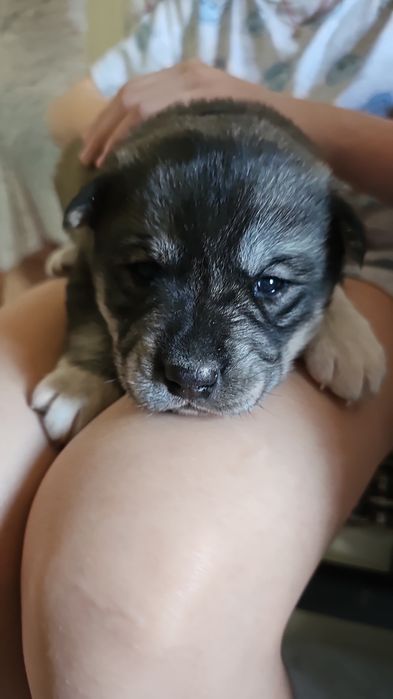 Отдадим щенят(девочки)1.5 месяца в добрые руки.