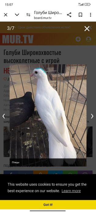Продаются Самец Бакинскиц широкохвостый