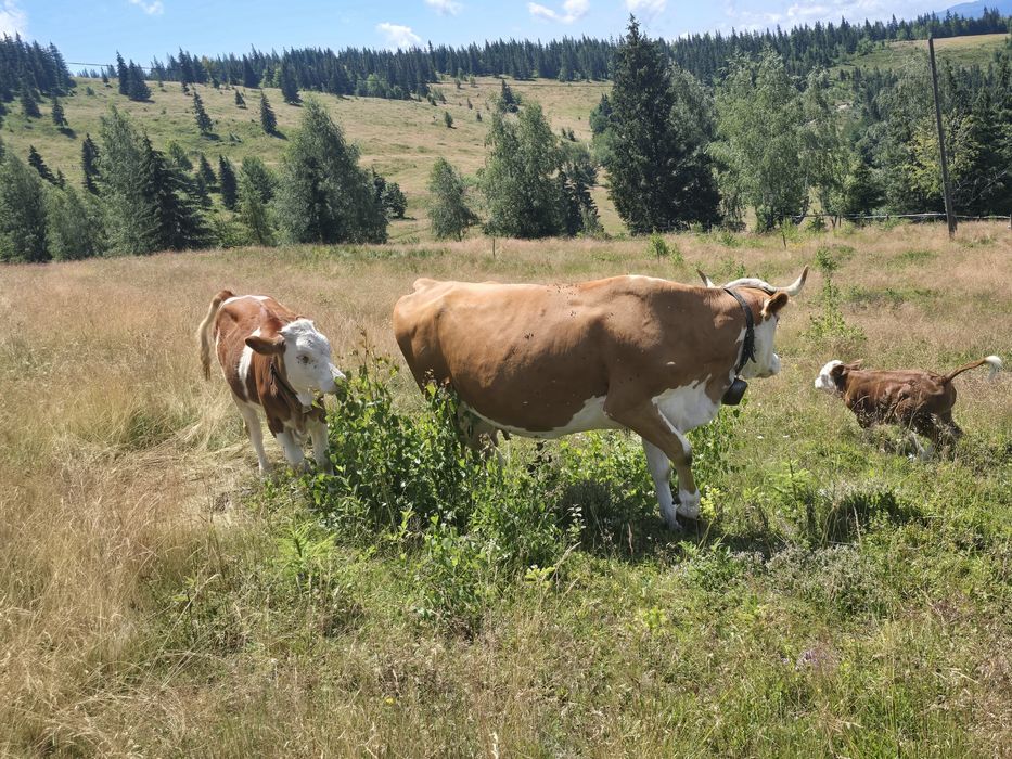 Vaca cu vitel si juninca