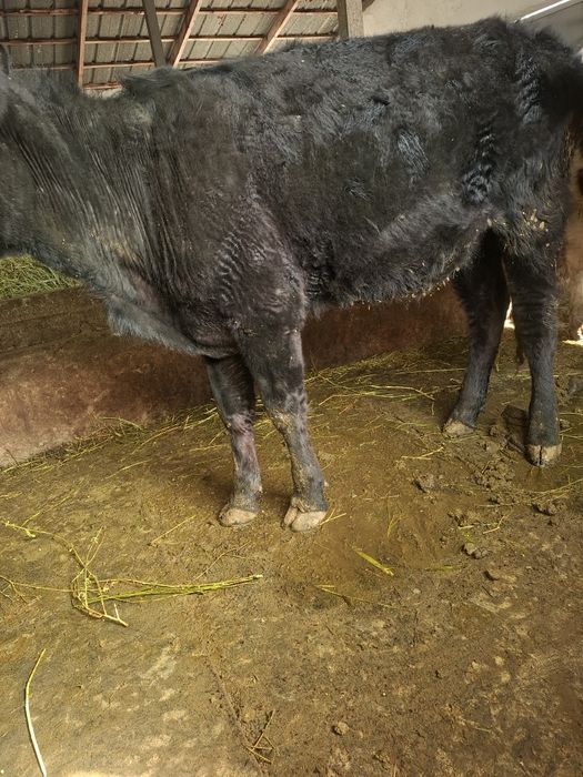 Продам молодую телку