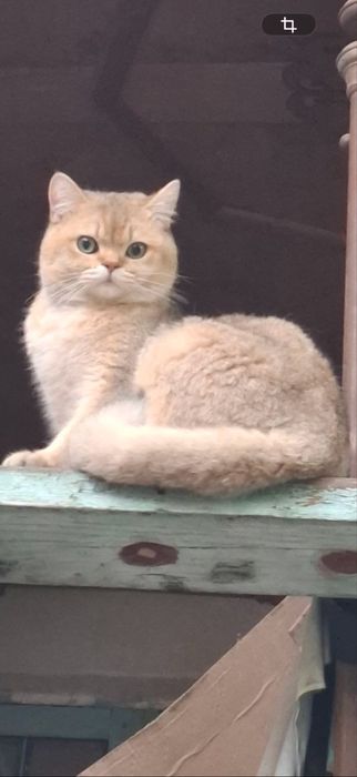 Shinshila  siber ogʻil bola