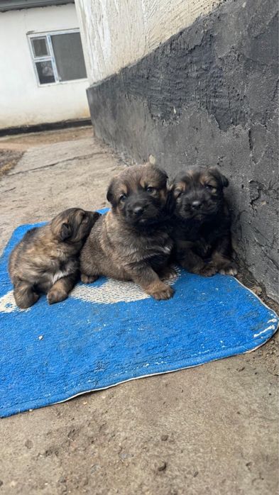 Продам щенков договорная цена