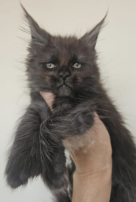 Котята Мейн-кун из Питомника в Рассрочку!