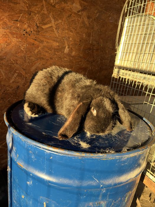 Iepuri berbec german