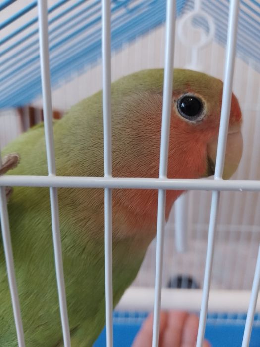 Ручной неразлучник.