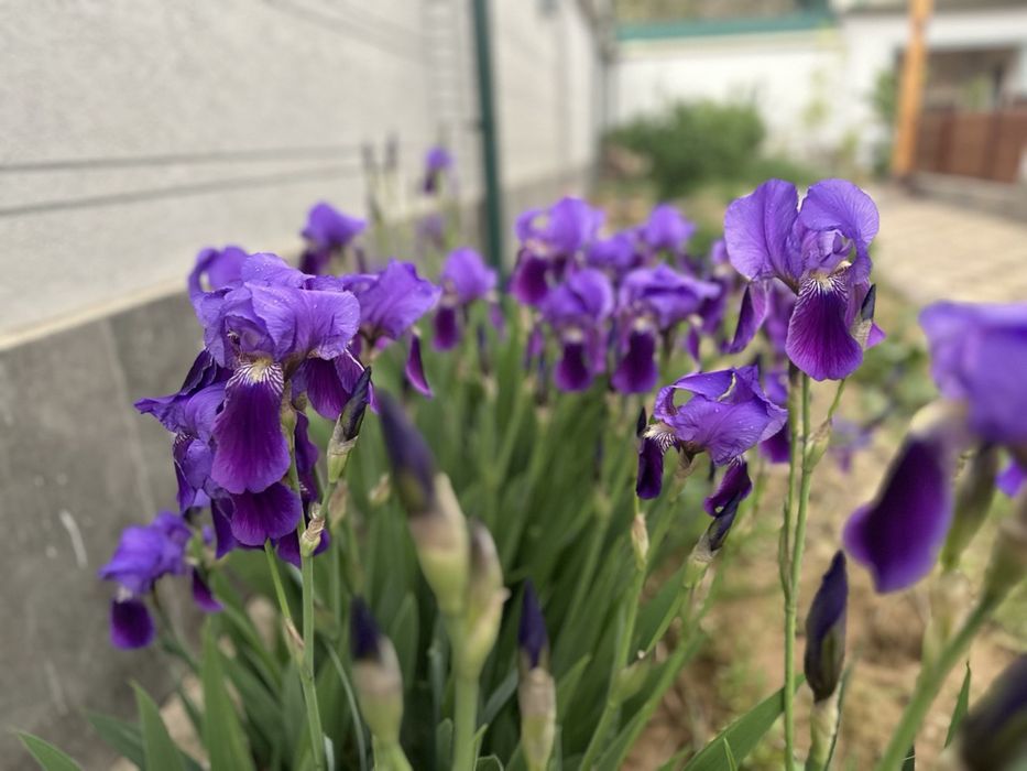 Продаются ИРИСЫ желтые и сиреневые