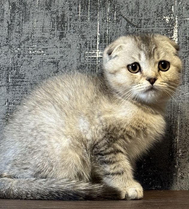 шиншилла серебро