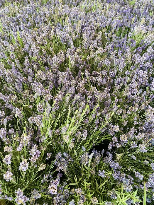 Саженцы ЛАВАНДЫ в продаже