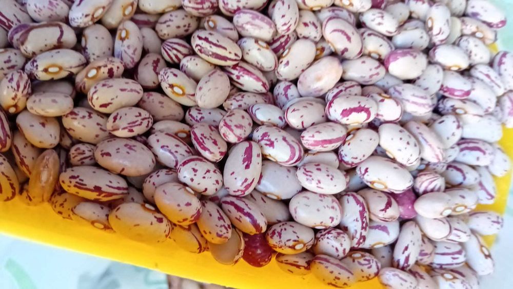 Fasole pestriță sac 25 kg