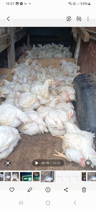 Pui alb la 3 kg si pui colorat 1kg