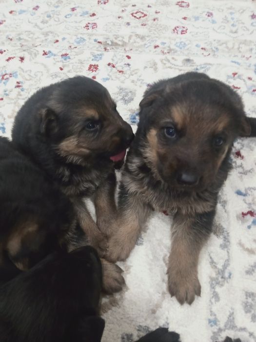 Продам щенков немецкой овчарки