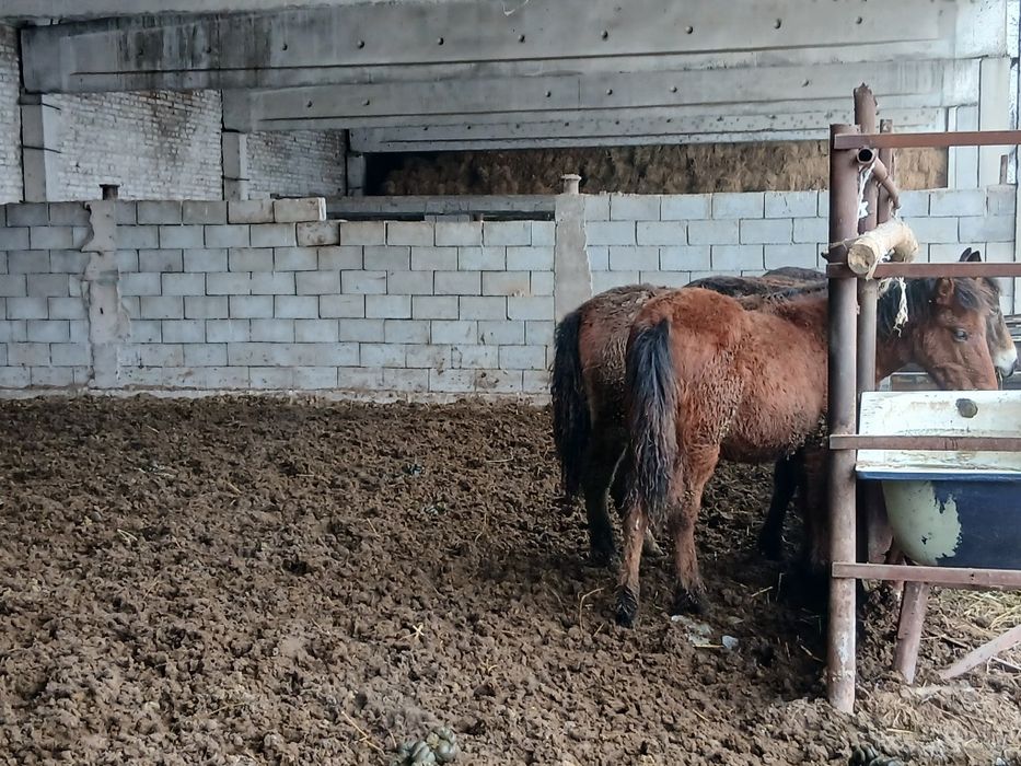 Откормда тұрған 1 жасар жабағылар