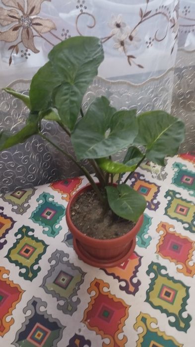 Сингониум или тропическая лиана