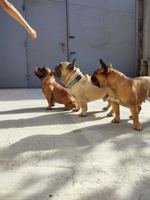 Мальчик Французского бульдога