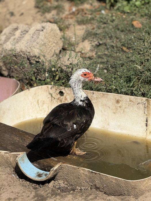 Vand oua de rata leseasca neagra