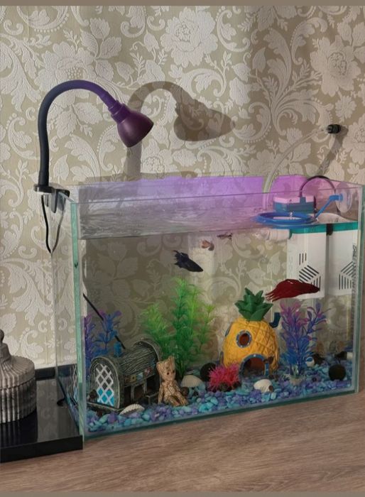 Аквариум бар осындай балықтарымен бірге