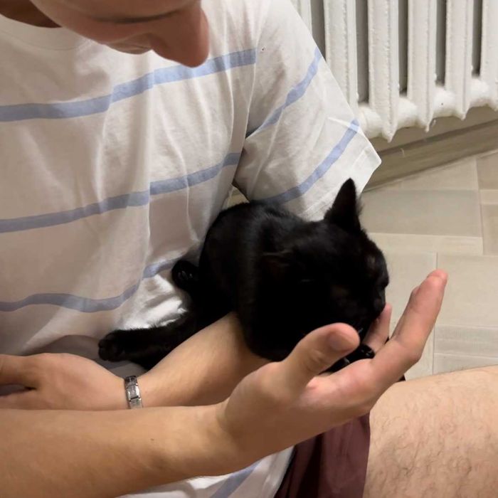 Отдам котенка в хорошие руки