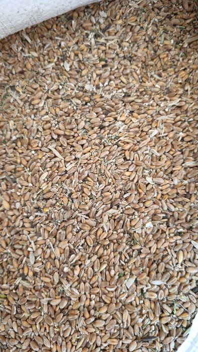 Продам зерноотходы пшеница уже в мешках