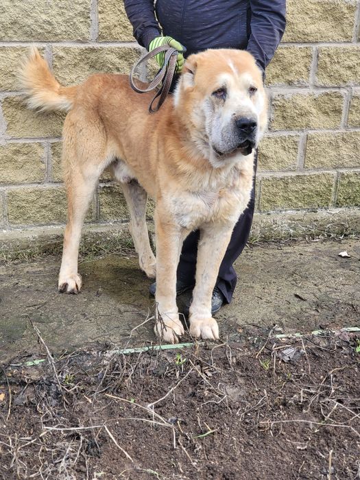 Продам алабая кобель