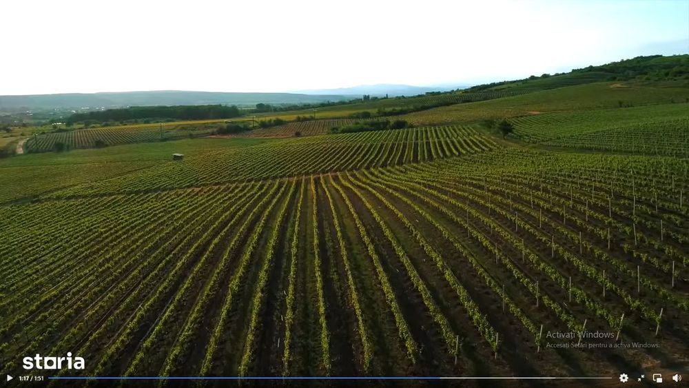 Vie Vanzare Podgoria Dealu-Mare, Boldesti-Scaeni, Prahova - 15,39 ha