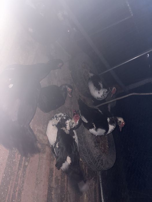 Vand rate si ratoi mute