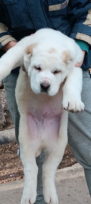 Алабай предлагается для вязки