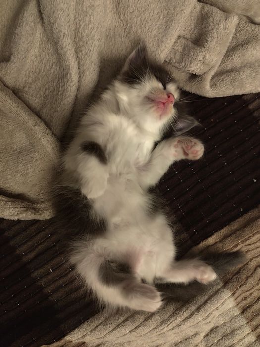 Котята бесплатно