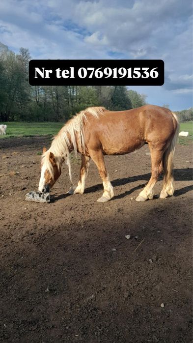 Vând iapă cu mânz