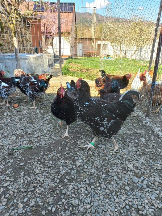 Vând cocoșei sussex porțelan