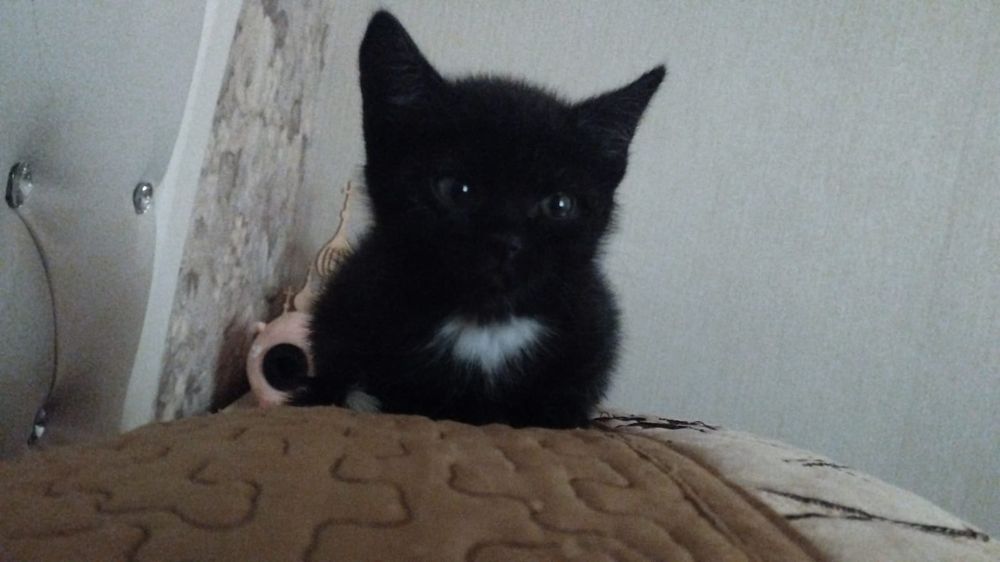 Отдам котёнка девочка!