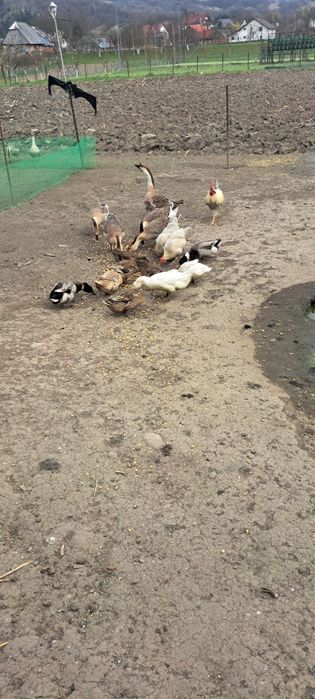 Ouă de rață și gânscă