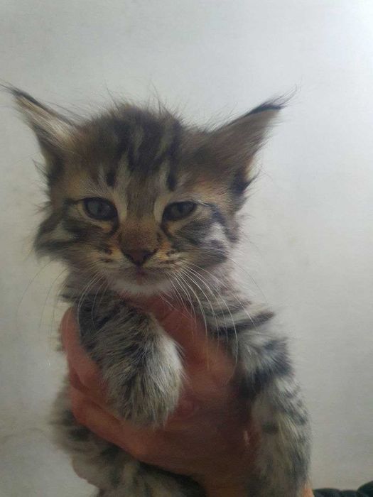 Котята в хорошие руки. Бесплатно!!! 2 Прекрасных котенка!