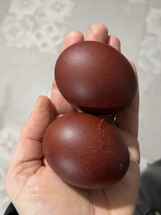 Oua Marans negru aramiu