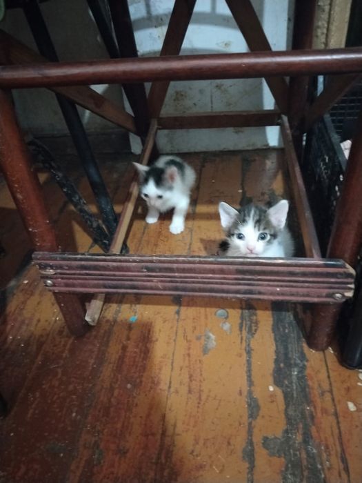 Котята отдам даром