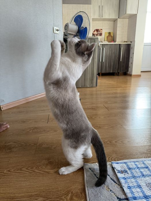 Кот  Космос ищет добрый дом!