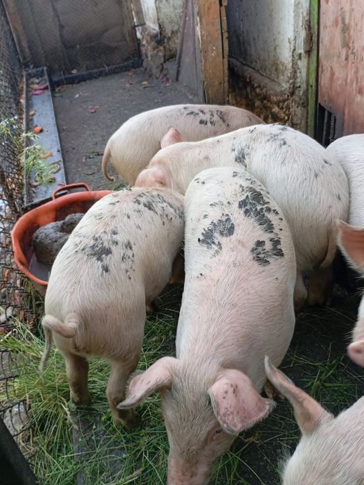 продаются поросята