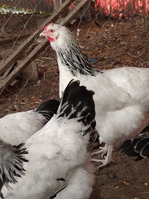 Familii de Wyandotte,si Sussex