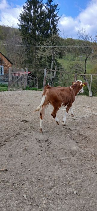 Vitele Baltata Romaneasca