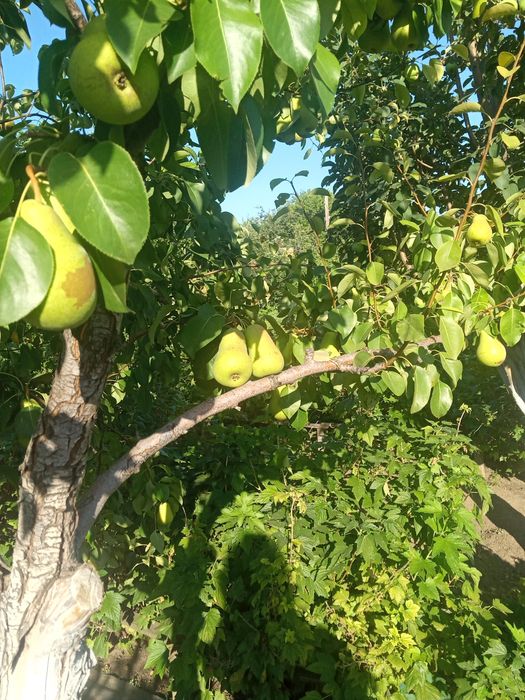 Продам дачу в районе Кривого озера