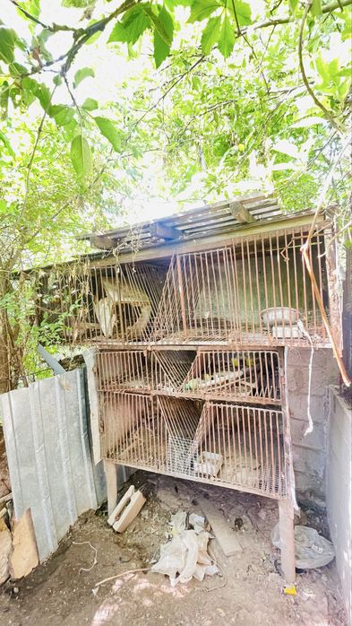 Крольчатник цеплятник