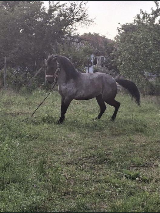 Vând o pereche de cai